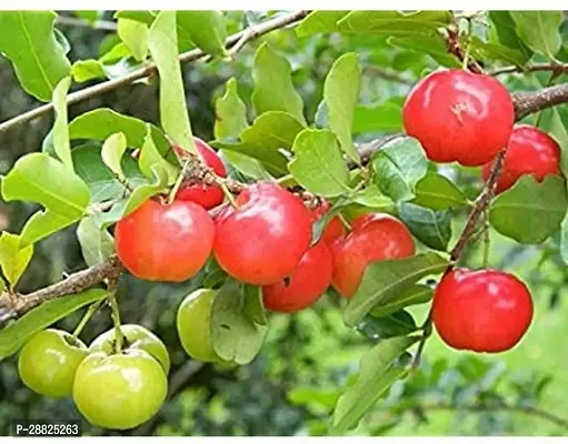 Baishnab  CQC11 Cherry Fruit Plant-thumb0