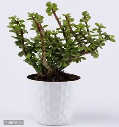 Baishnab  JADE PLANT NURSERY  PLANT Jade Plant-thumb0