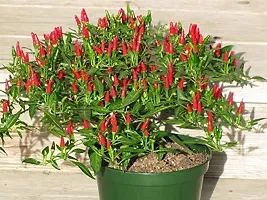 Baishnab chilli seed 10 per packetrbChilli Hybrid Vegetable Seeds   C839410PIECE-thumb2