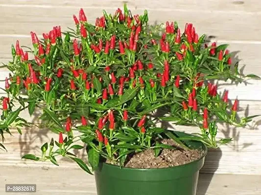 Baishnab chilli seed 10 per packetrbChilli Hybrid Vegetable Seeds   C839410PIECE-thumb3