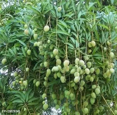 Baishnab  SLMango34 Mango Plant-thumb0