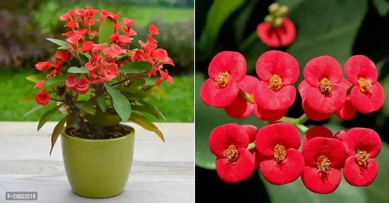 Baishnab  Euphorbia Milii Red CFA341 Euphorbia P