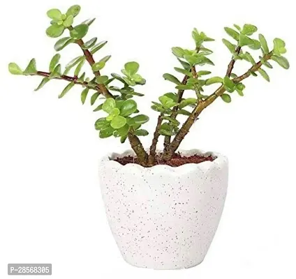 Baishnab Jade Plant jade-thumb0