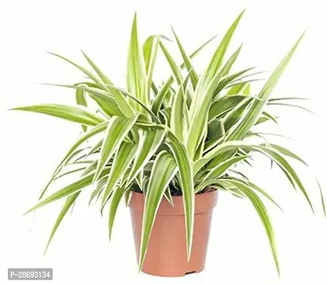 Baishnab Spider Plant Chlorophytum_Spider Plant live-thumb0