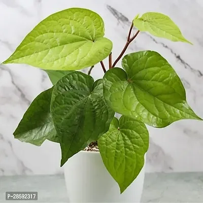 Baishnab Betel Leaf Plant Pan Plant With White Pot-thumb0