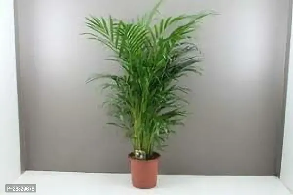 Baishnab  ax11 Areca Palm