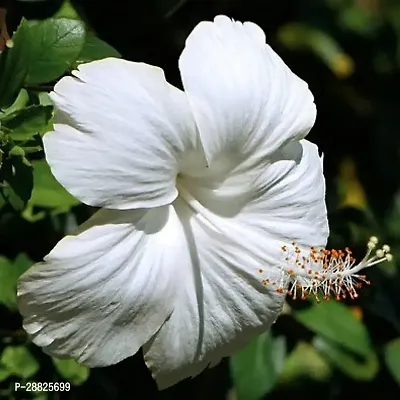 White  hibiscus plant Hibiscus Plant