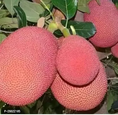 Baishnab  HEALTHY PINK JACKFRUIT LIVE PLANT Jack Fr-thumb0