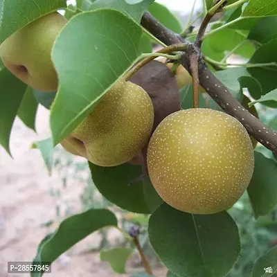 Baishnab Pear Plant Live Pear Fruit Plant-thumb2