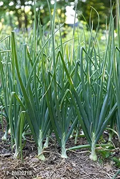 Baishnab Onion seed  90 per packet  rbRed Onion Hybrid Vegetable Seeds   R285190PIECE-thumb2