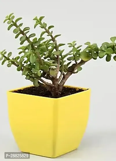 Baishnab  Jade Live Plant Good Luck Plant CF184 J-thumb0