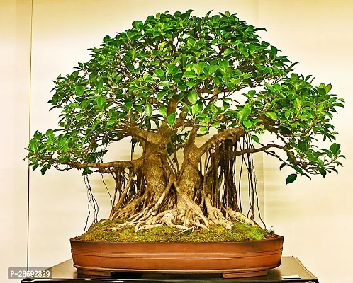 Baishnab Ficus Bonsai Ficus Plants-thumb0