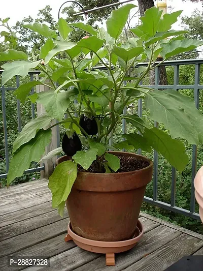 Baishnab  Brinjal Brinjal