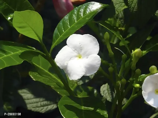 Baishnab Jasmine Plant Crape Jasmine-thumb0