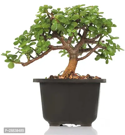 Baishnab  Jade Plants Black plastic pot aay Jade Pl-thumb0