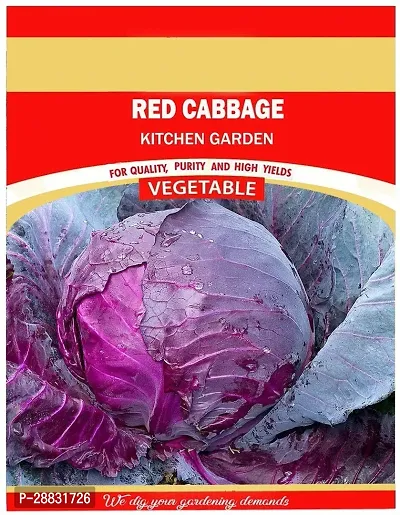 Baishnab Cabbage Seed 100 PsPurple Red Cabbage Kitchen Garden Variety Seed100PIECE-thumb0