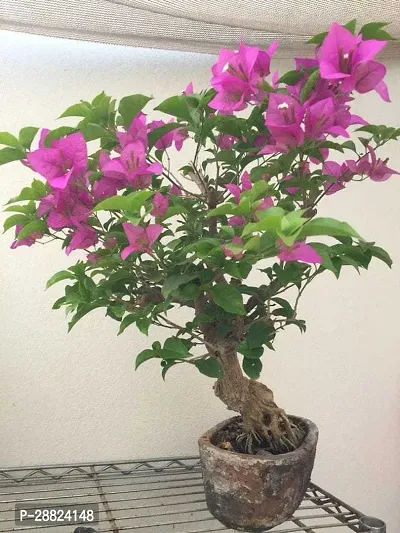 Baishnab  bz11 Bougainvillea Plant