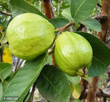 Baishnab  Sapala guava plant Guava Plant-thumb0