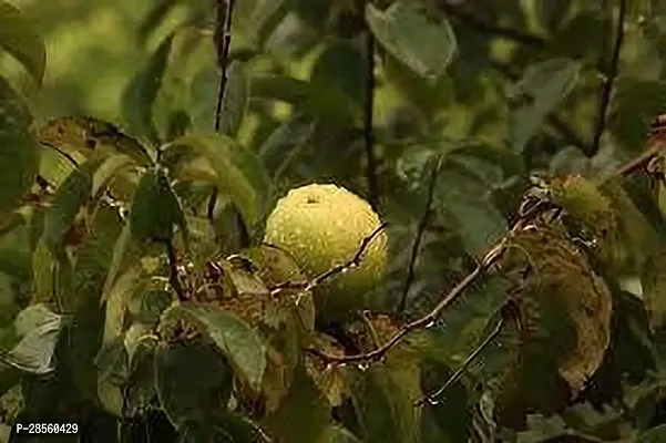 Baishnab Guava Plant GUAVA PLANT O55-thumb0