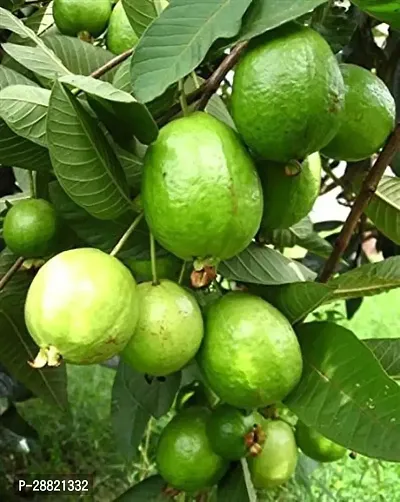 Baishnab  Rink guava plant Guava Plant-thumb0