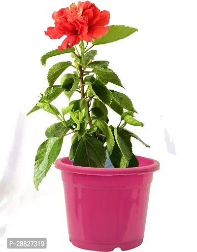 Baishnab  Hibiscus Gudhal FlowerRedplant Hibiscu-thumb0