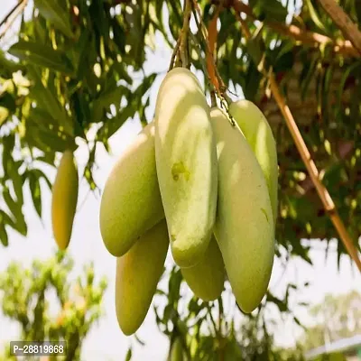 Baishnab  Thai mango plant Mango Plant