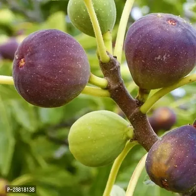 Baishnab  Anjeer Plant Ficus Plant