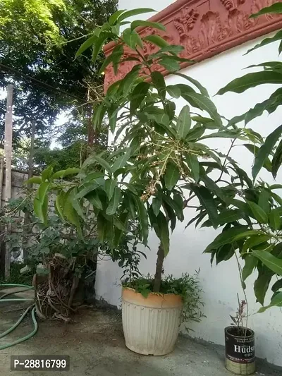 Baishnab  Mango plant 71 Mango Plant-thumb0