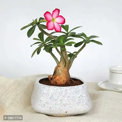 Baishnab  Adenium Plant New 7 Adenium Plant-thumb0