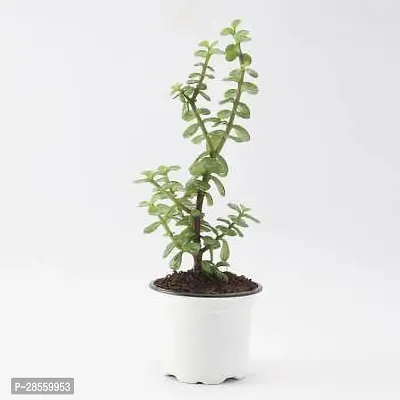 Baishnab Jade Plant Good Luck Jade PlantCRASSULA-thumb2