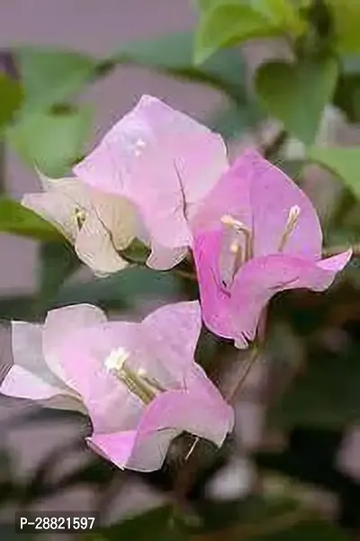 Baishnab  bk01 Bougainvillea Plant-thumb0