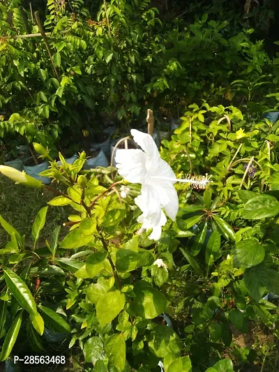 Baishnab Hibiscus Plant White hibiscus-thumb2