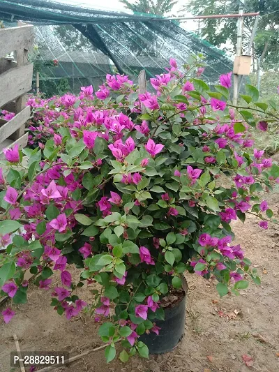 Baishnab  Bougainvillea Plant CF000201 Baugainvil