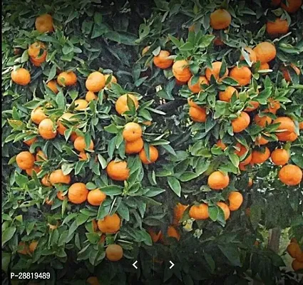 Baishnab  jkwyi Orange Plant