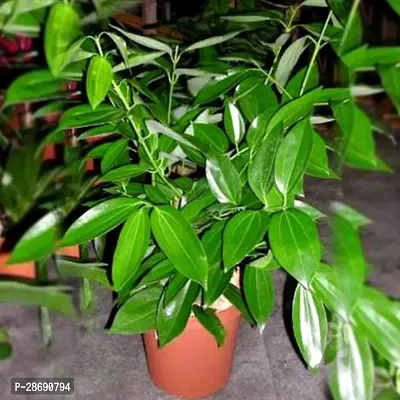 Baishnab Bay Leaf Plant Tej Patta (Bay leaf)-thumb0