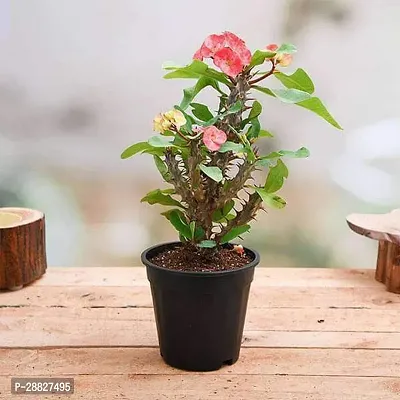 Baishnab  Euphorbia Peach  Succulent Plant Eupho-thumb0