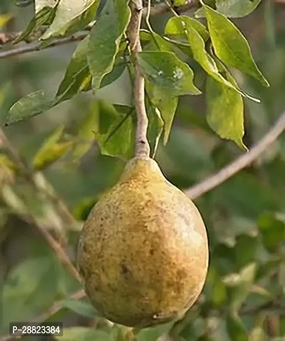 Baishnab  Belstone appleplant CFO435 Bel Plant-thumb0