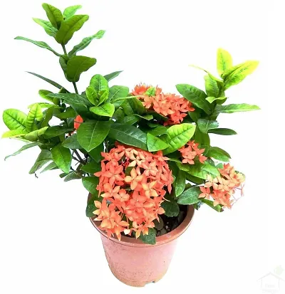 Best Selling Plant & Planters 