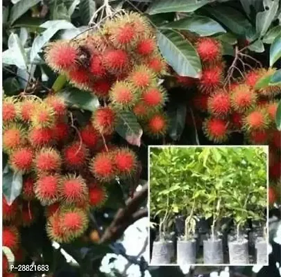 Baishnab  RAMBUTAN FRUIT Ramdhan Champa Plant