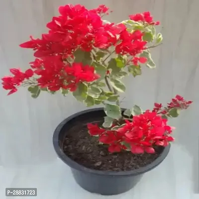 Baishnab  Bougainvillea  BGN HHH Bougainvillea Plan-thumb0