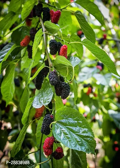 Baishnab  Mul Berry Plant 057 ShahtootMulberry Pla-thumb0