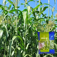 Baishnab SUDAN 2KG RH55Hybrid Sorghum Sudan Grass Seeds Multi Cut Sorghum Sweet Sudan Fodder Grass Pack of 2Kg10000PIECE-thumb2