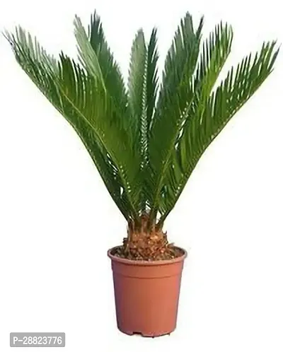 Baishnab  Cycas Revoluta Plant Live Plant CF161 C