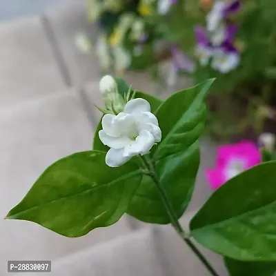 Baishnab  Flower Plant CF3161 Jasmine Plant