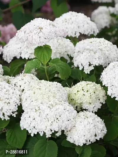 Baishnab  Hydrangea Plant 77ss Hydrangea Plant