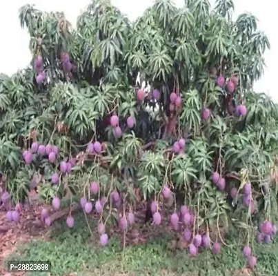 Baishnab  Mango Plant  Chaina MangoAam Plant  Ma-thumb0