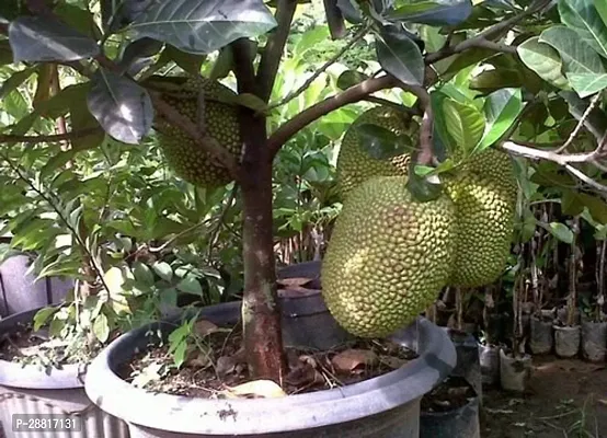 Baishnab  Pink Jackfruit Plant 00147 Jack Fruit Pla-thumb0