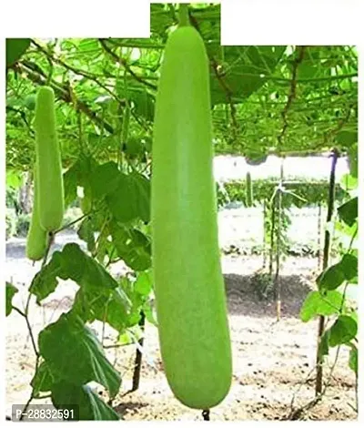 Baishnab Gourd sed 20ps aaujujSeeds15PIECE-thumb0