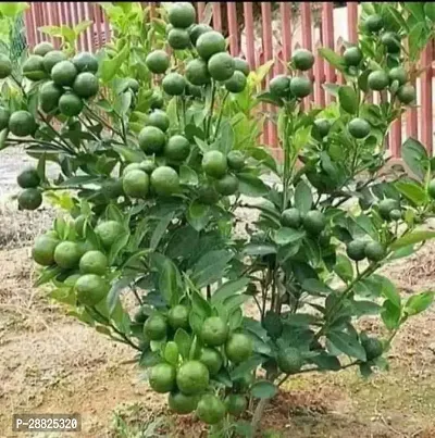 Baishnab  Bangladeshi Variant Grafted Malta Bari 1-thumb0