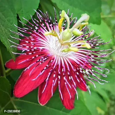 Baishnab  Pasion Flower Passion Plant-thumb0